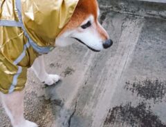 柴犬の写真