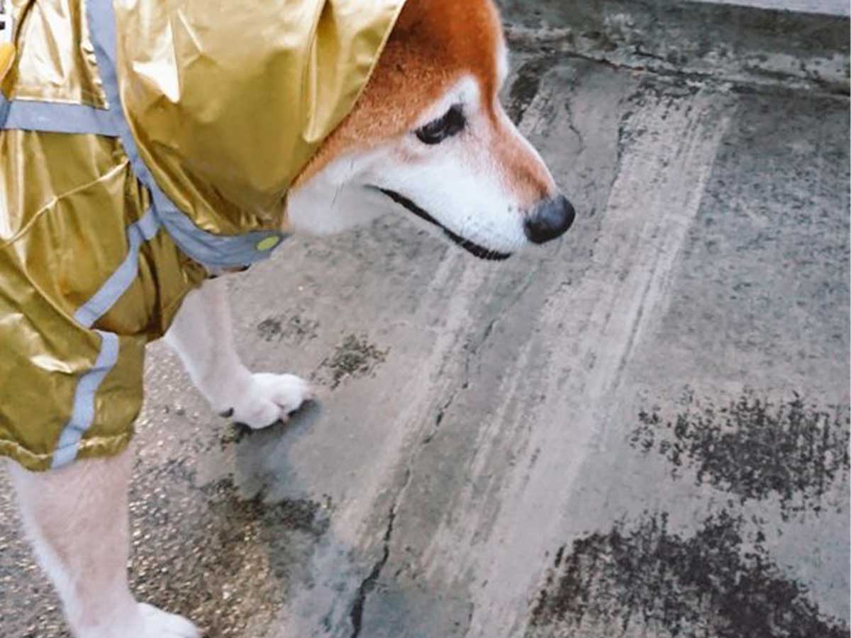 柴犬の写真