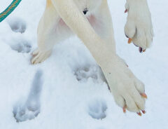 雪遊びをするラブラドールレトリバーの写真