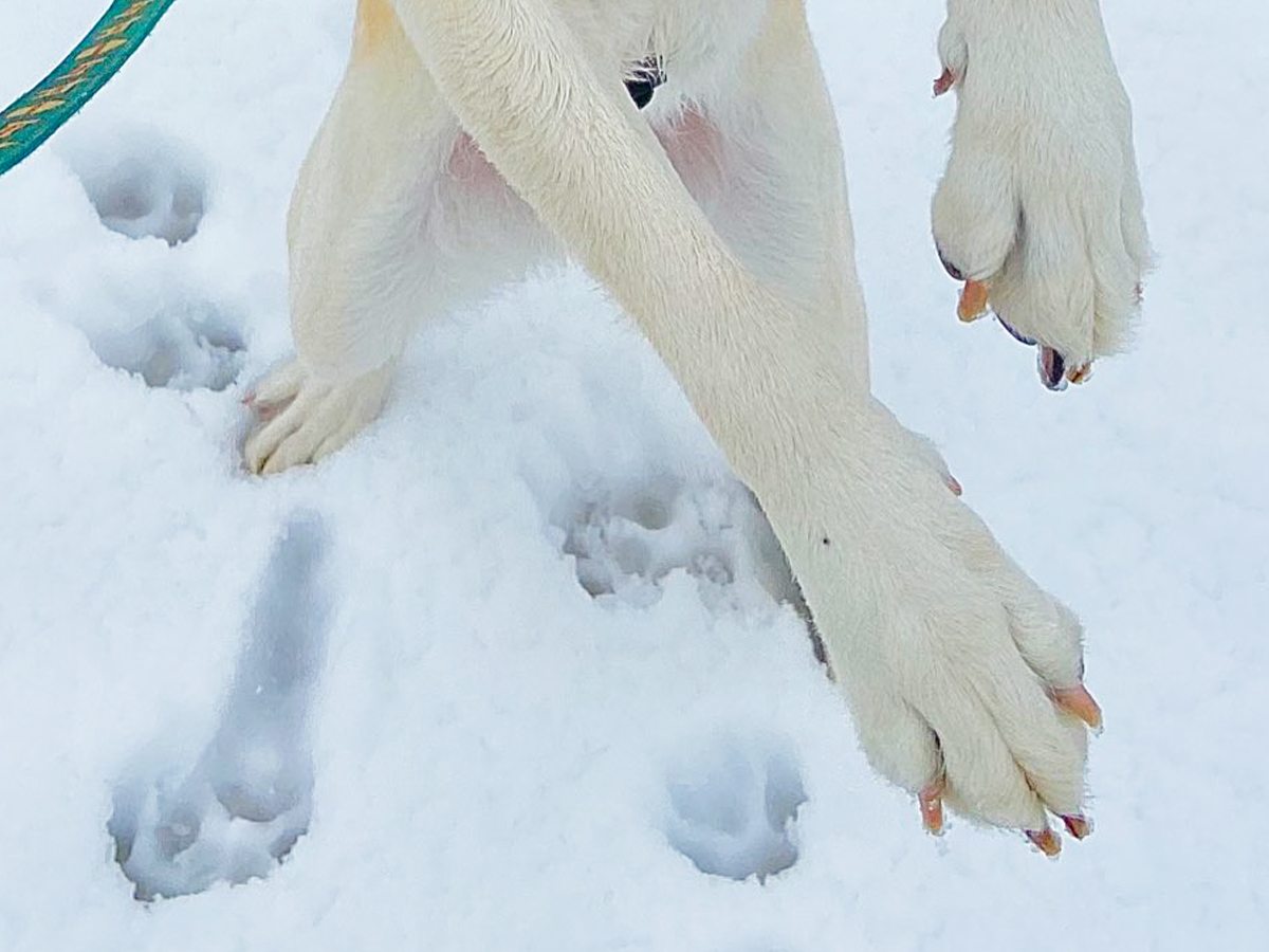 雪遊びをするラブラドールレトリバーの写真