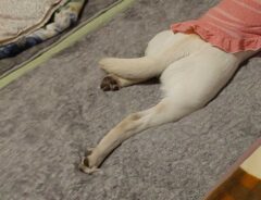 「休日の私かな？」　人間のベッドを占領する犬の姿が…？