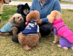 犬たちの写真