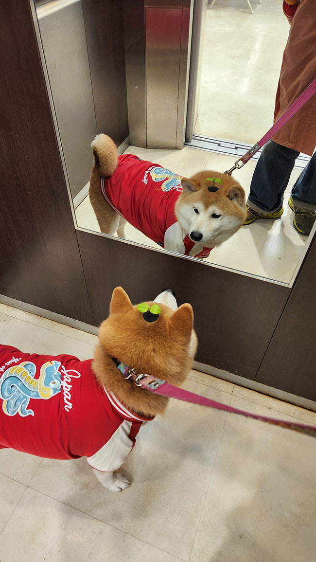 柴犬の茶々丸くんの写真