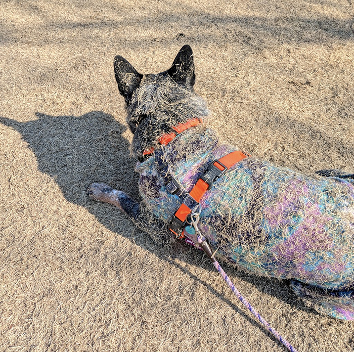 草まみれの犬の写真