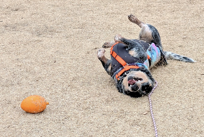 草まみれの犬の写真