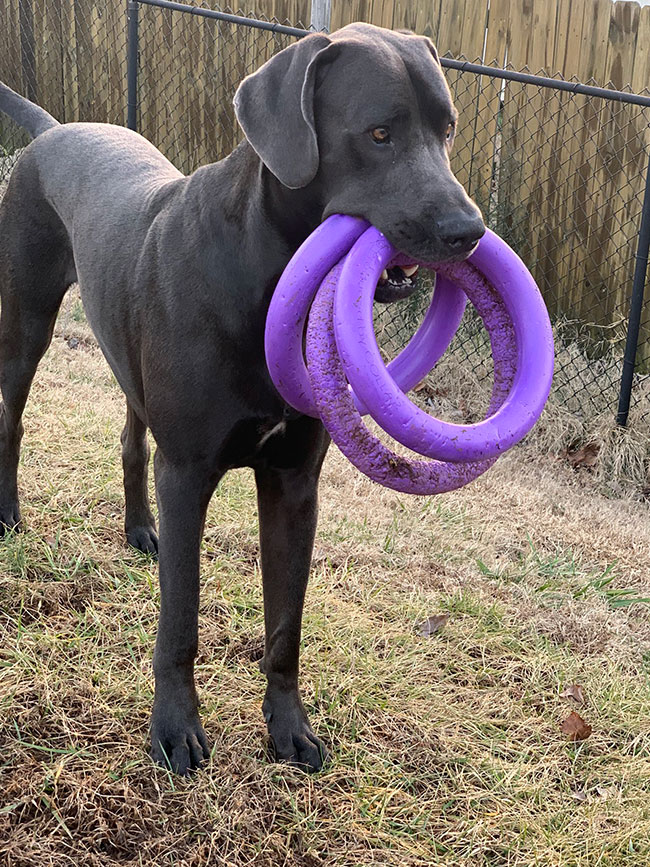 輪っかをくわえる犬の写真