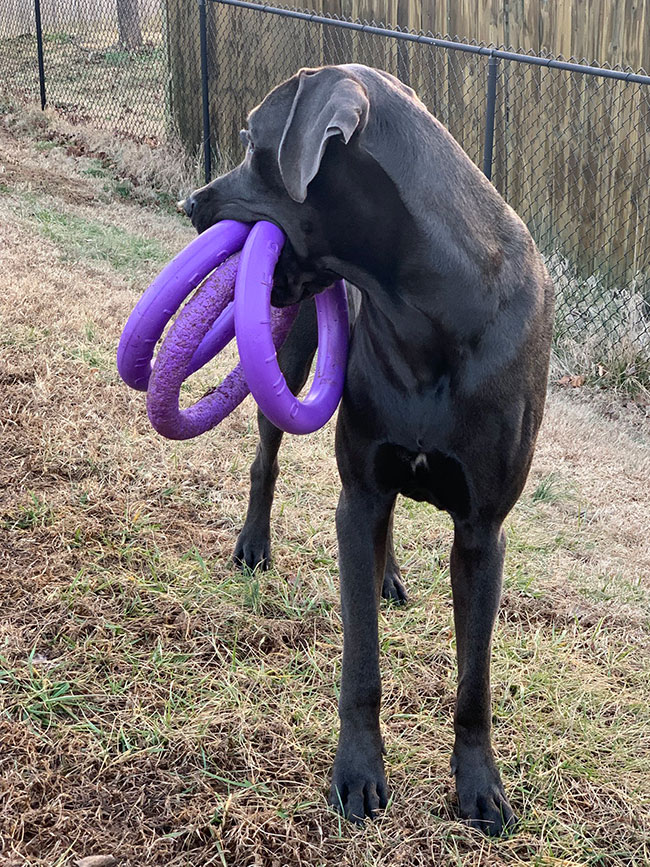 輪っかをくわえる犬の写真