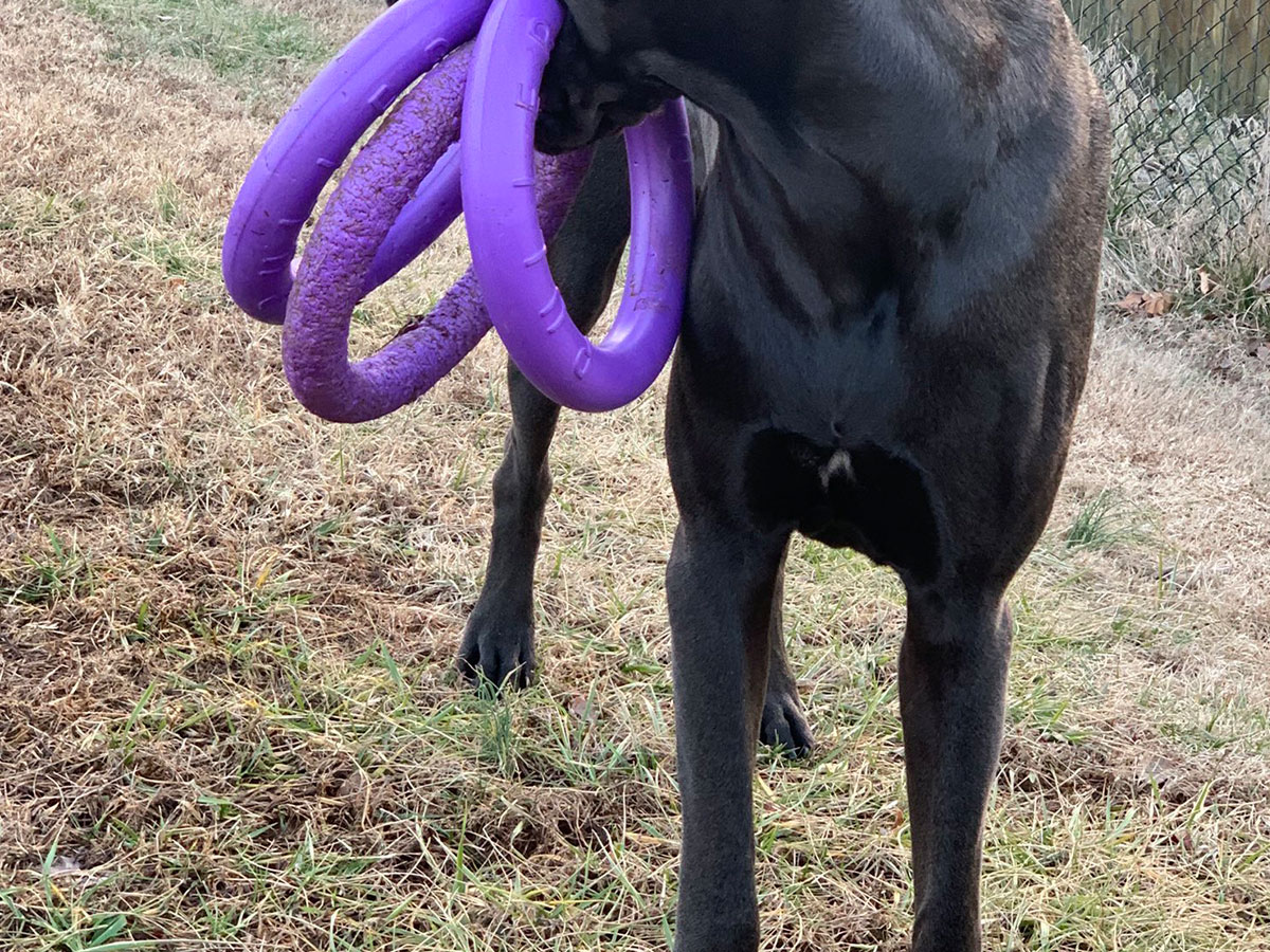 輪っかをくわえる犬の写真