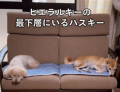 柴犬とトイプードルの写真