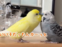 ２羽のインコの写真