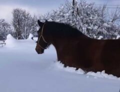 馬が『雪かき』　颯爽と出ていった後に…？　「コントみたい」「さすがに積もりすぎ」