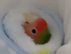 コザクラインコ