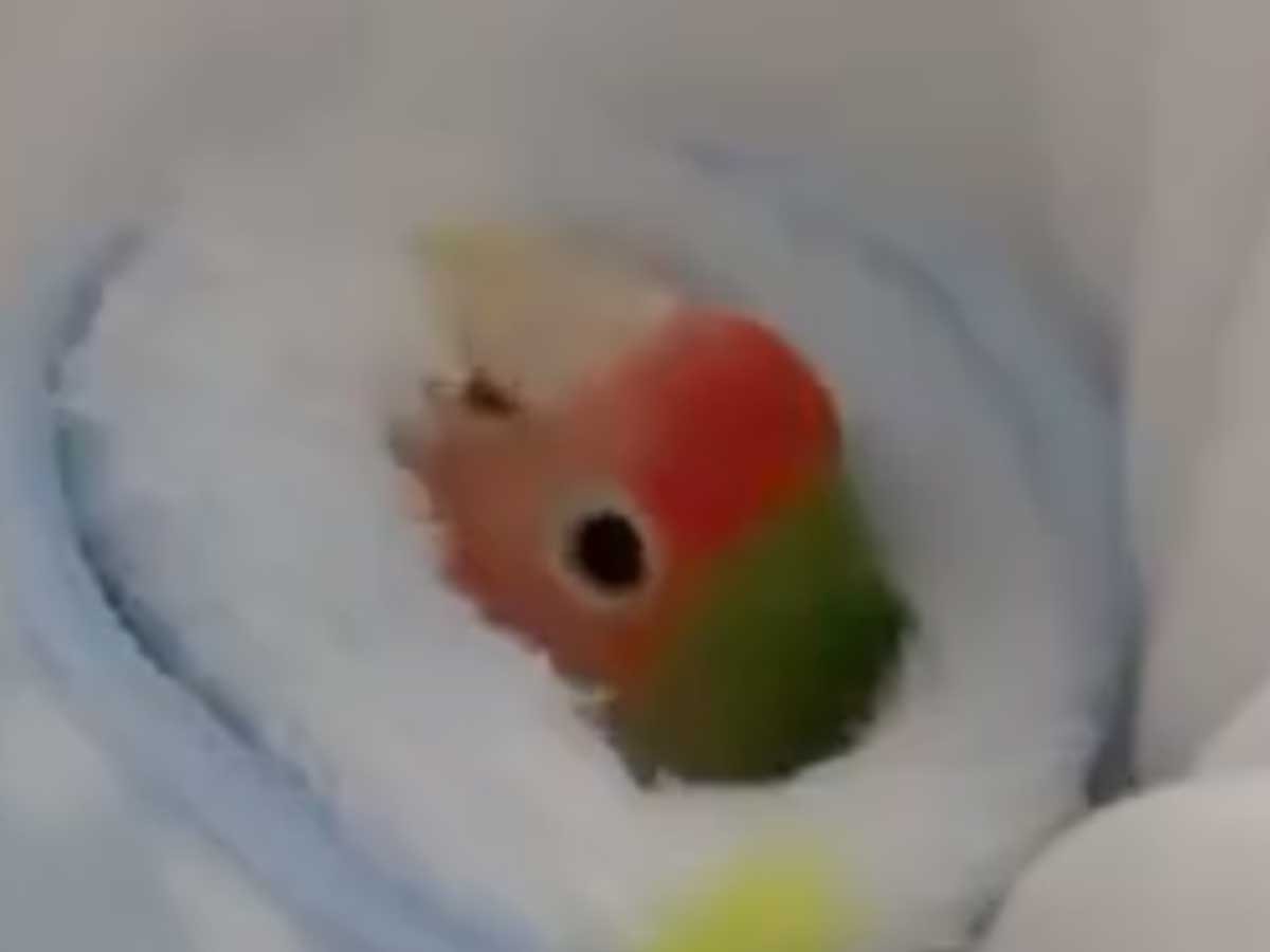 コザクラインコ