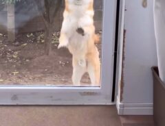 shibainutonさんの投稿動画