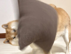 柴犬の写真