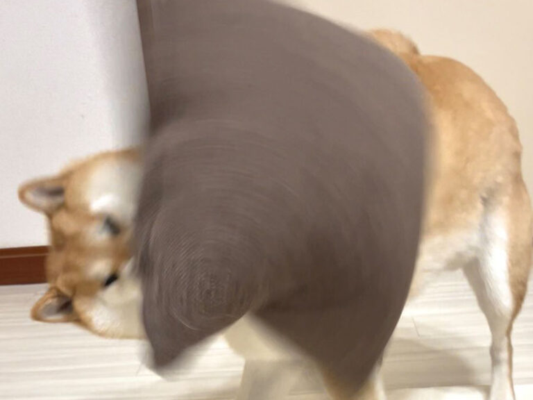 一心不乱にクッションをぶん回す柴犬 表情に「荒ぶっていますね ..., 画像サイズ:768x576