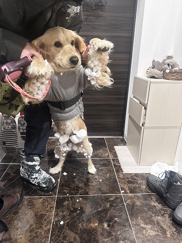 雪まみれの犬の写真