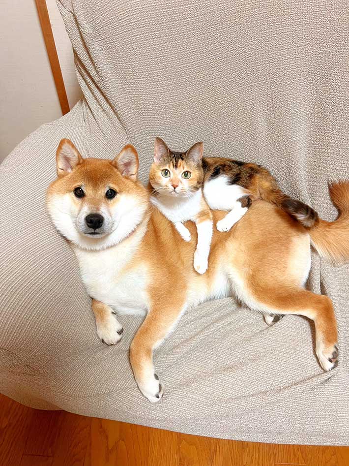 猫と柴犬