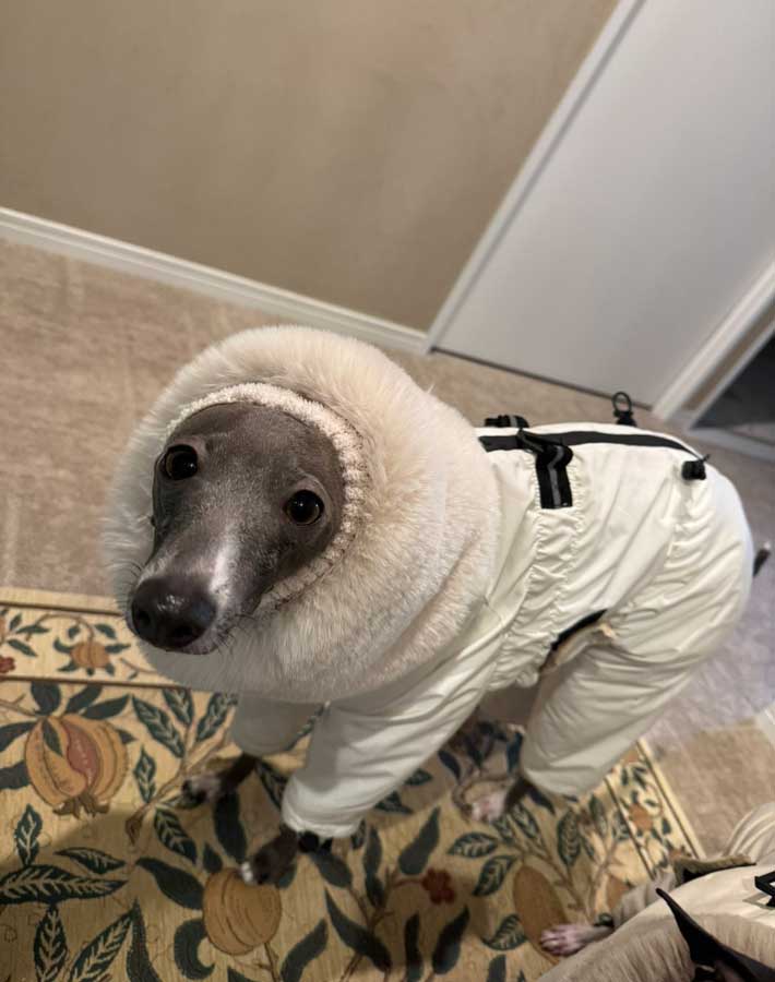 服を着た犬の写真