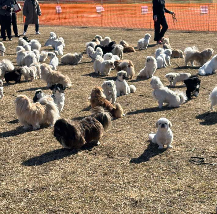 犬の写真