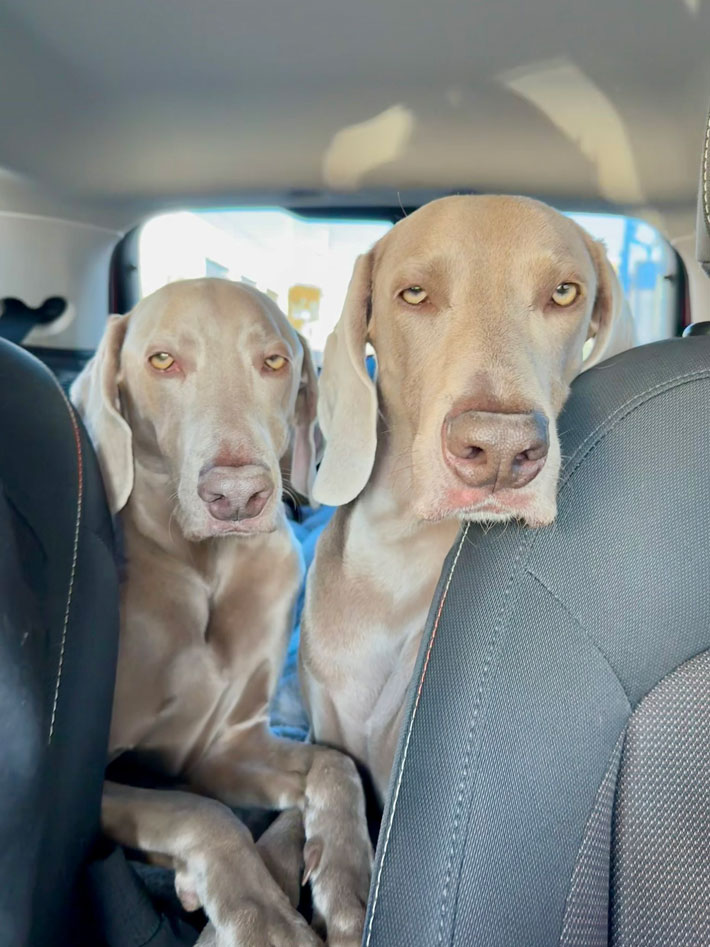 犬の写真