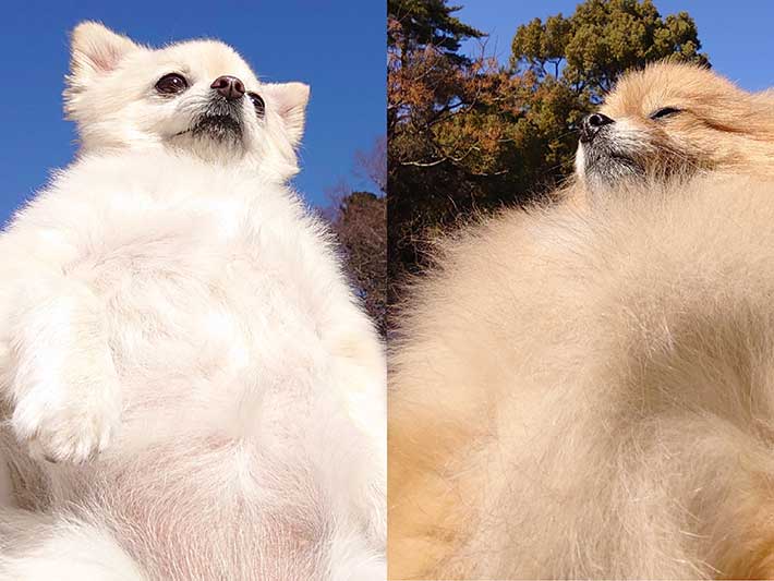 小型犬の写真