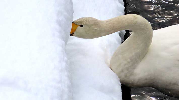 雪とハクチョウ