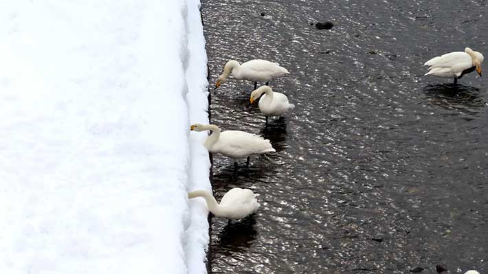 雪とハクチョウ