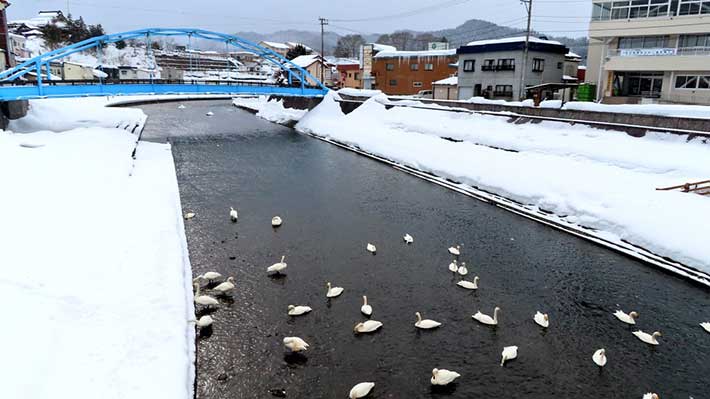 雪とハクチョウ