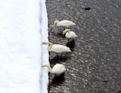 雪とハクチョウ