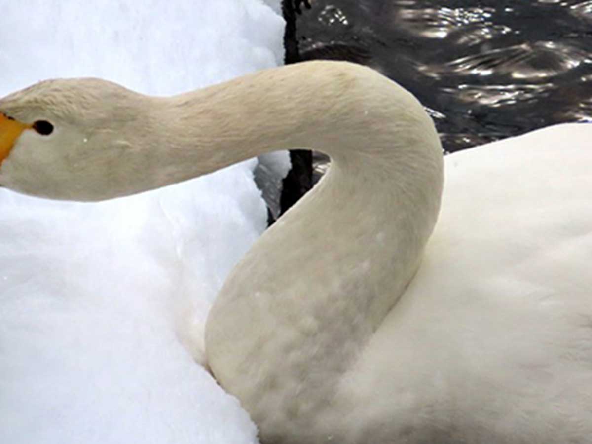 ハクチョウと雪