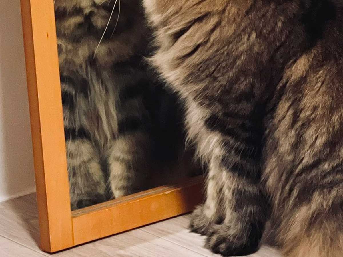 猫の写真