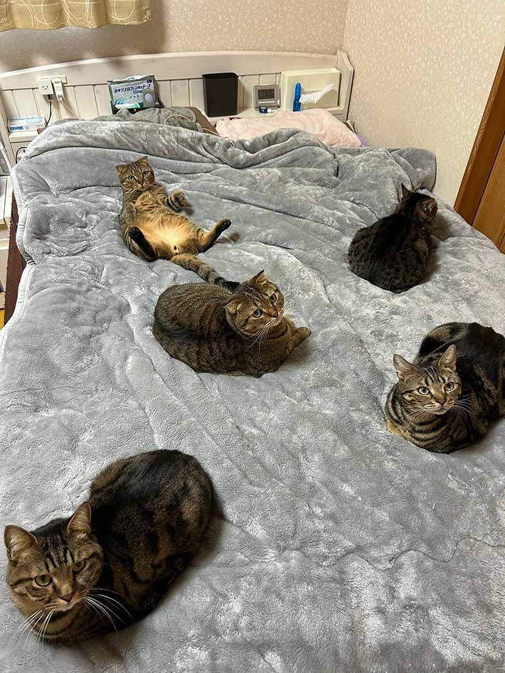 猫の画像