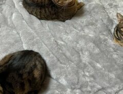 飼い主「記憶がない」　起きたら腰に激痛…　１枚に「うらやましい」「ある意味、天国」