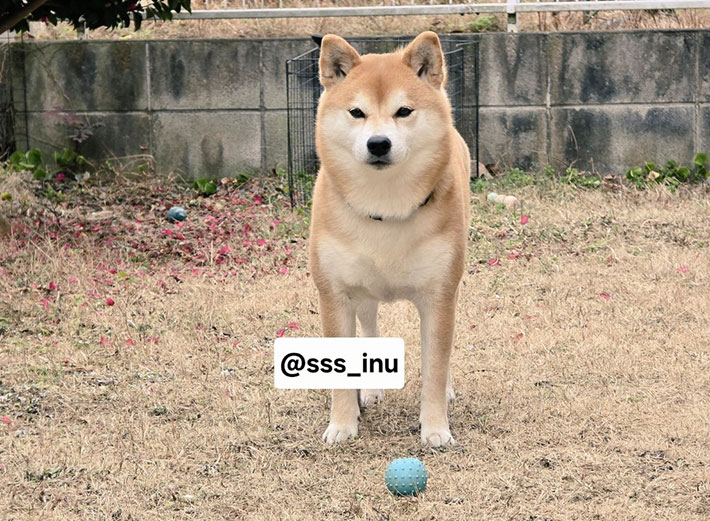 柴犬の写真