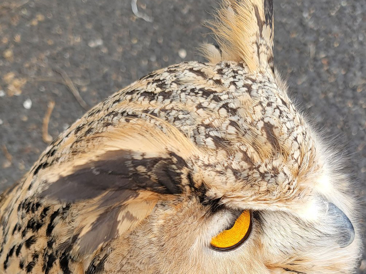 フクロウの写真