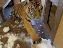 雪だるまで遊ぶトラの写真