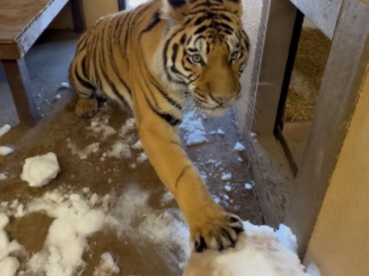 雪だるまで遊ぶトラの写真