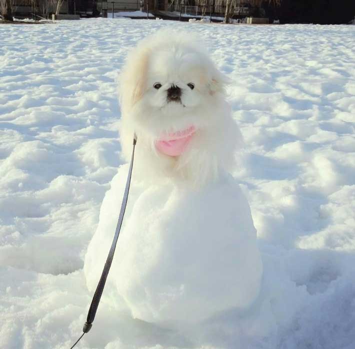 雪と犬の写真