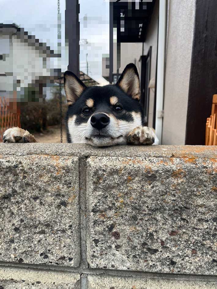 柴犬の画像