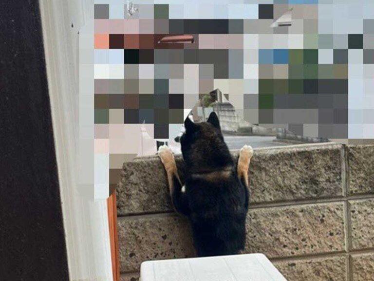 子供「黒柴だ!」 飼い主が様子を見に行くと…? 光景に「何回も 子供「黒柴だ!」 飼い主が様子を見に行くと…? 光景に「何回も