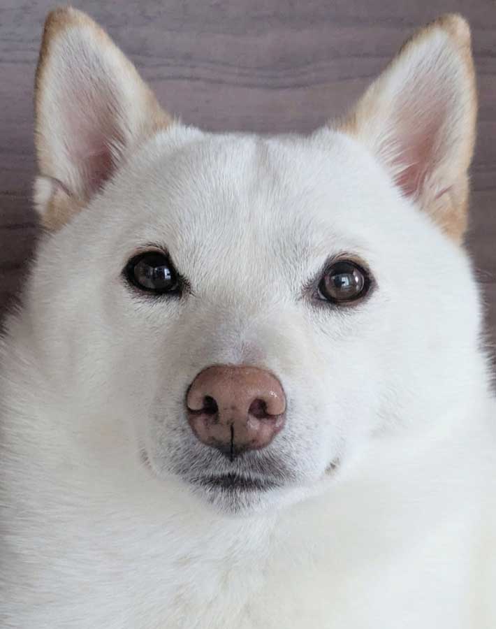 犬の写真