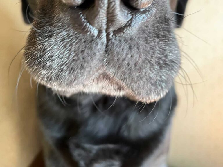 犬の写真