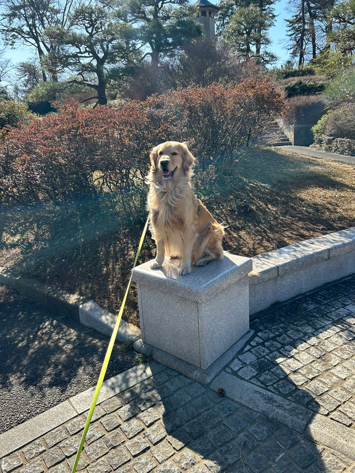 犬の写真