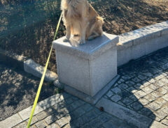 犬の写真