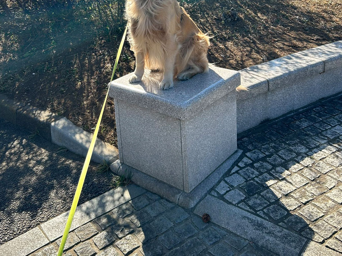 犬の写真