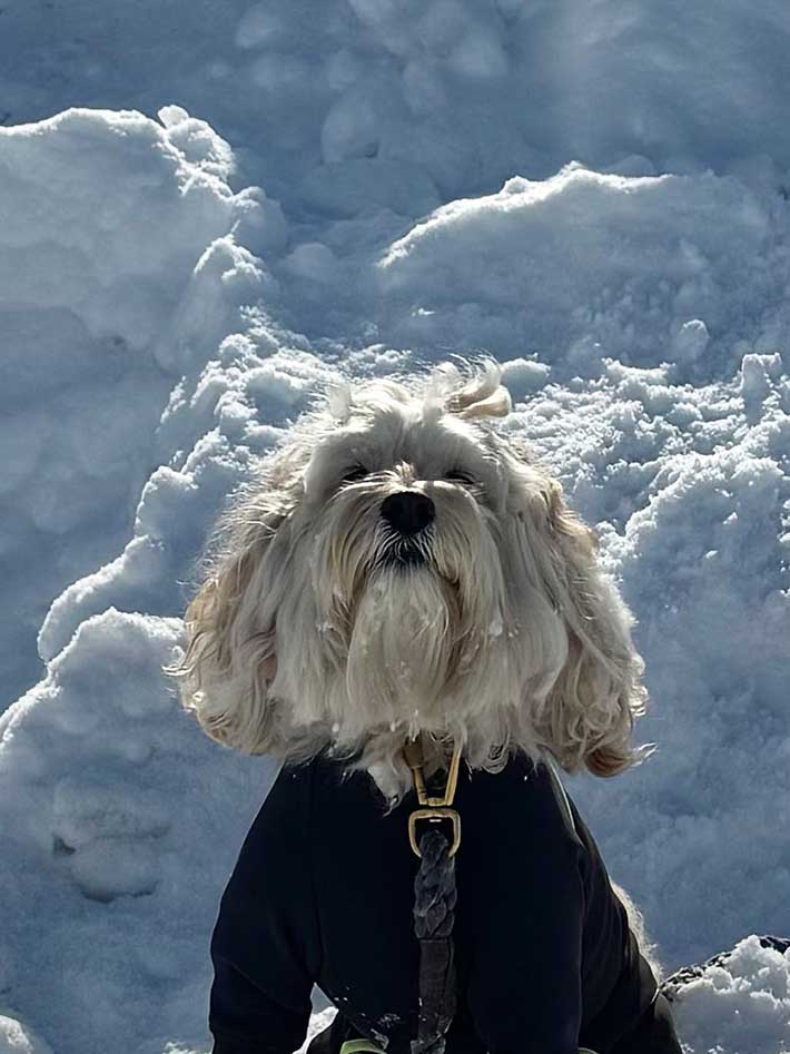 犬の写真