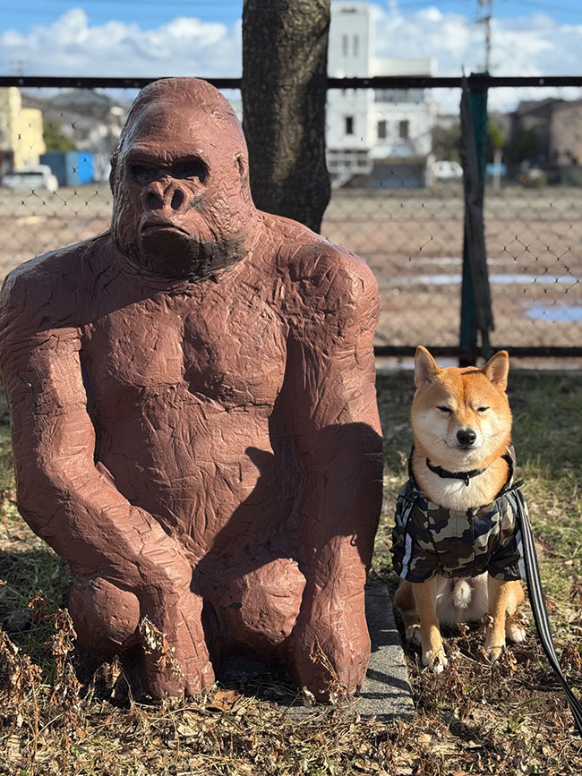 柴犬とゴリラのオブジェの写真