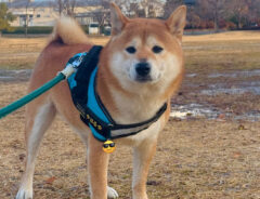 散歩中の柴犬　背後を見ると…　「すんごい形」「逃げてー！」