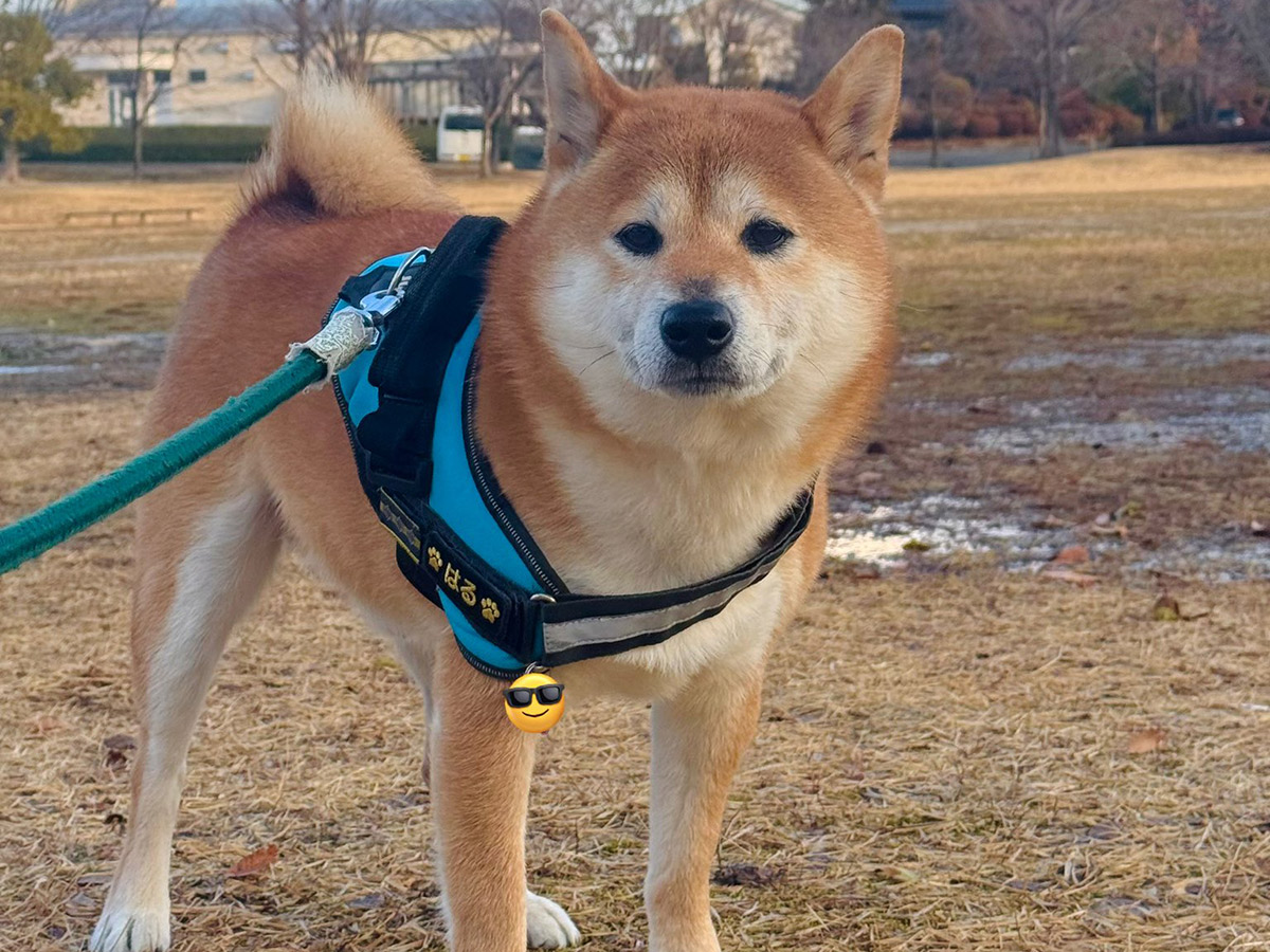 飼い主（@yoshi1830）さんが撮影した、柴犬のハルちゃんの１枚